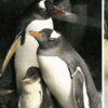 超有愛的「同性相愛企鵝」被飼養員發現「在孵石頭」後，得到了第二顆被遺棄的蛋