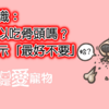 狗狗知識：狗狗可以吃骨頭嗎？獸醫表示：「最好不要」