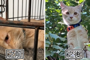 前後對比！10張貓咪「領養前後」的反差照片證明「一個愛的舉動足以改變一生」