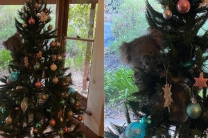 多了一個「裝飾」：澳洲女子回到家發現一隻「無尾熊」掛在聖誕樹上：「這是聖誕驚喜！」