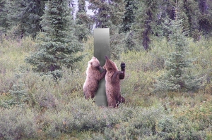 美國國家公園管理局分享照片：兩隻小熊「發現」神秘「金屬巨柱」