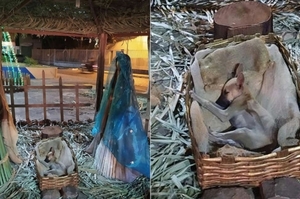 女子路過「耶穌誕生場景裝飾」，發現搖籃裡睡了一隻小狗狗！網：「溫暖的驚喜！」