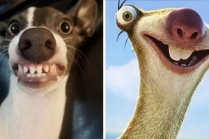 外國網友分享愛犬「長得很像某東西」的照片！這個相似度可以有87分啊！