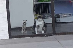 胖貓因為太肥，讓路人都以為牠「懷孕」了！主人貼出告示：「牠就是純粹的胖」