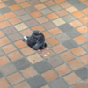 走在路上看到ㄧ隻「小胖鴿」坐在地上！仔細一看身前餅乾屑，網友笑噴：「吃太撐了」