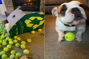 鬥牛犬得到「一箱350顆網球」大包裹，但只玩一整箱中牠「唯一認定的那一顆」