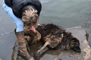 女子跳入湖中救起一隻溺水狗，上岸後發現狗狗被綁巨石！警：「是蓄意謀殺案」