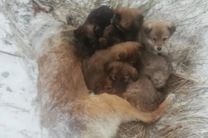 流浪狗媽媽凍死前緊緊抱著7隻幼犬，義工：花了兩天時間才把牠們分開
