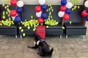 服務八年的防爆犬退役前，同事們為牠的「最後一嗅」準備暖心的超大驚喜！
