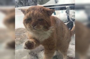 當幸福來敲門！大雪中一隻流浪貓跑到女子家外敲門：「請問我可以進來取暖嗎？」