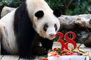 世界上最年長的圈養熊貓「新星」享年38歲，一生中繁衍了36隻後代