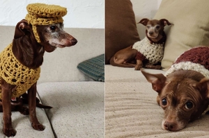 暖心中途把拔「親手織給」狗狗「專屬毛衣」來幫牠找到永遠的家！