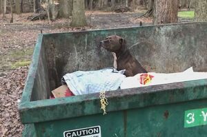 殘忍！絕望比特犬被人當垃圾丟棄到大型垃圾桶裡，救出後診斷發現狗狗身受重傷！