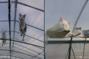 貓咪不在家也是上司般的存在！日本網友分享工作照：「我家貓跑來監工了」