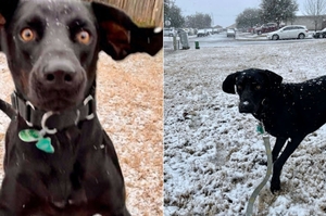 「雪！！！」狗狗第一次體驗下雪，完全無法相信自己眼前所見的反應超浮誇！
