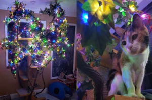 超暖心！因家中老貓超愛聖誕節，牠的家人給了牠一棵「全年聖誕樹」讓牠開心！