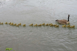 最強母愛！鵝媽媽照顧「47隻鵝寶寶」保護牠們安全！網友：「隊伍每天都在壯大...」