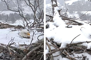 「咦？！人呢？」白頭鷹媽媽被大雪覆蓋全身仍原地不動繼續孵蛋