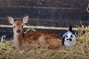 《小鹿斑比》真實版！失去媽媽的小鹿與兔子成最好的朋友整天「黏TT」