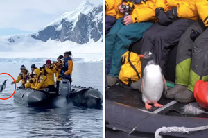 「來人哪！救鵝啊！拜託借我躲一下！」企鵝遭虎鯨群追捕急跳上船逃過「虎口」