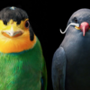 奇幻的鳥類世界！15種長相奇特讓人目不轉睛的鳥類