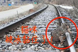 寒冬中小山貓被火車鐵軌「黏住」動彈不得 工作人員驚險救援