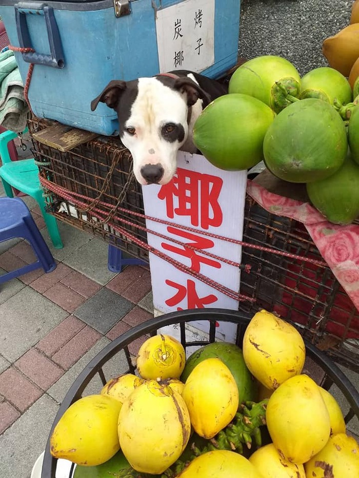 花蓮七星潭人氣比特犬 總裁 遭活活打死 目擊者制止完全無用