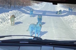 俄羅斯雪地驚見「藍色流浪狗」出沒！疑遭有毒化學物質污染