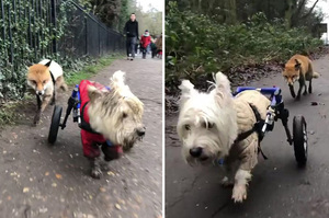 「不要怕有我在！」坐輪椅的癱瘓狗狗當失明狐狸的「導盲犬」一同散步模樣溫馨