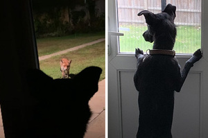 「我的玩具給你們玩！」狗狗每天守窗邊觀察狐狸到院子裡玩耍 玩具被搶也不生氣