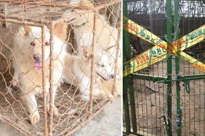 大快人心，南韓最大非法狗肉拍賣所宣布倒閉！