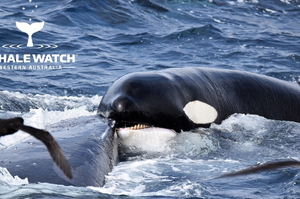 驚險！海中巨霸「座頭鯨」與生性兇猛的「虎鯨」大戰！4小時的驚人場面被記錄下來了