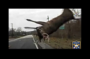 「野生動物出沒！」巡邏警車與野鹿的驚悚意外，鹿...撞到起飛了！