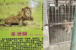 這差太多了！大陸一所動物園把「黃金獵犬」當作「非洲獅」展示想瞞天過海？！