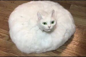 大開腦洞！日本毛毡藝術家製作出毛骨悚然的喵星人，愛貓的人士也覺得：毛毛的