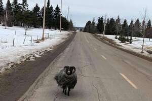 「先生別跑啊！我只是想問路！」自行車騎士遇窮追不捨的公羊，慌張加速逃離