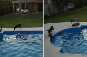 「不要怕我來救你了！」高齡狗狗不小心掉落泳池，好朋友飛奔耐心帶領上岸
