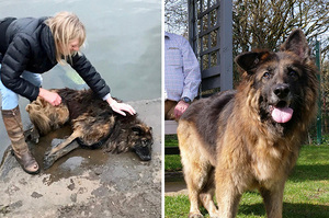 溫馨結局！狗狗遭主人狠心綁石頭丟進河裡，一年後康復開始過著逆襲人生！