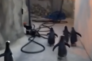 「歷史上最可愛的逃獄記！」五隻嚮往自由的企鵝，策動了一場失敗的逃獄計畫
