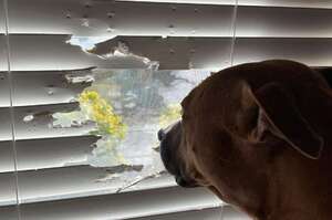 「世界那麼大，我想要看看」狗狗咬爛百葉窗只為瞧一瞧外面一眼？