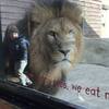 「一名小孩竟然跑到動物園裡面跟獅子合照！」媽媽將照片發上網後引起熱烈討論