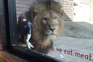 「一名小孩竟然跑到動物園裡面跟獅子合照！」媽媽將照片發上網後引起熱烈討論
