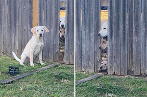狗狗為了見朋友拆柵欄「越獄」被抓包！表情失望對看：這次又失敗了...