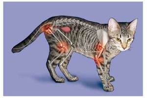 7個貓奴常問的貓咪關節炎Q&A！快來看看你家貓咪是否為關節炎高風險族群！
