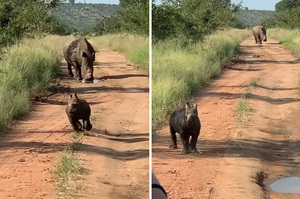 「你們看我多厲害！」犀牛寶寶見遊客耀武揚威來回跑跳，馬麻在後面看了好無奈