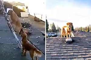 黃金獵犬見把拔爬梯子整理屋頂「有樣學樣」跟著爬燦笑：把拔需要幫忙嗎？