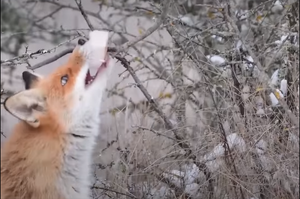 「這年頭當賊真不簡單！」狐狸偷吃樹上食物的荒謬過程！