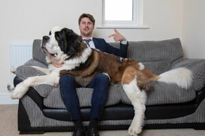 超級甜蜜的負擔，78公斤的聖伯納犬自以為自己是『小』狗每天都要和主人討抱抱