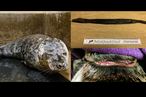 你隨手一丟的塑料袋，將對海洋生物造成巨大傷害！海豹僥倖躲過死亡危機！