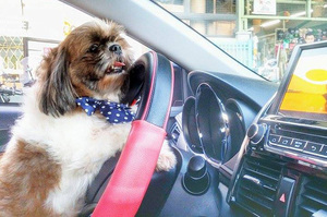 「誰的車上還沒有一隻可愛的小毛毛？」狗狗是最棒的副駕駛，比男盆友還靠譜！
